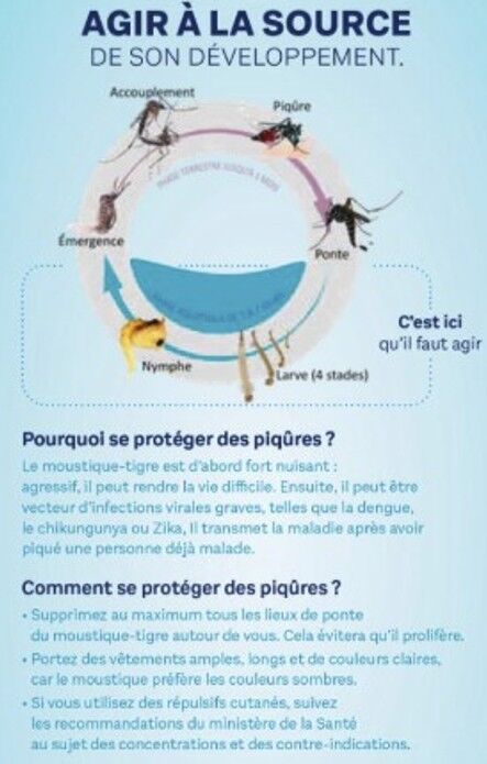 moustique 4