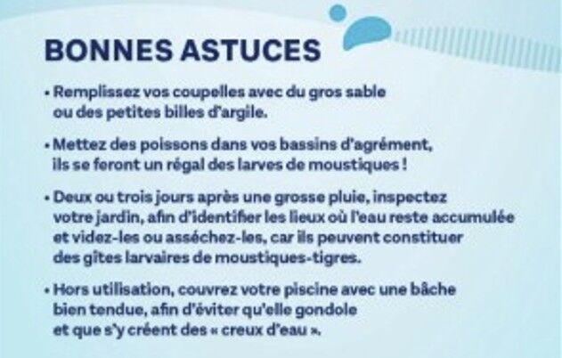 moustique 5